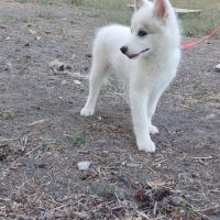 Chiots pomsky f2+ disponibles #6