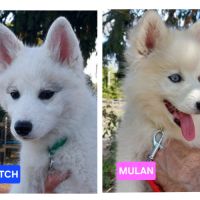 Chiots pomsky f2+ disponibles #7