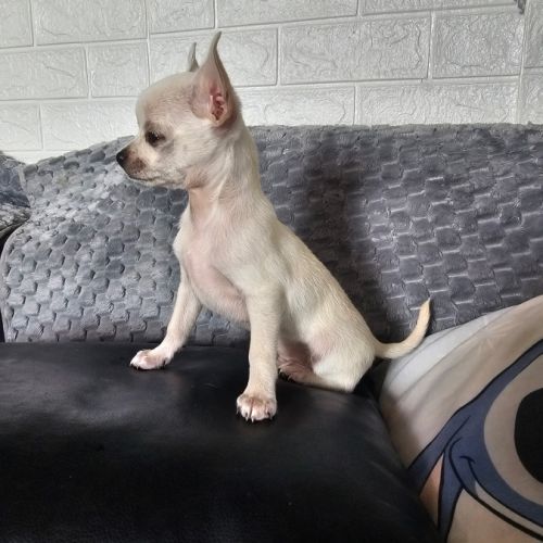 Chihuahua male #1