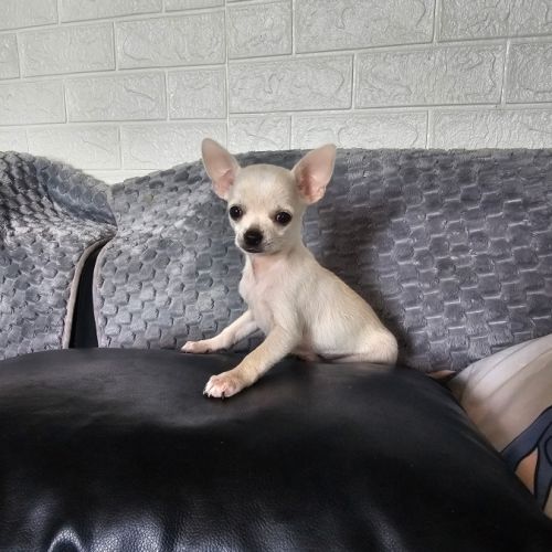 Chihuahua male #2