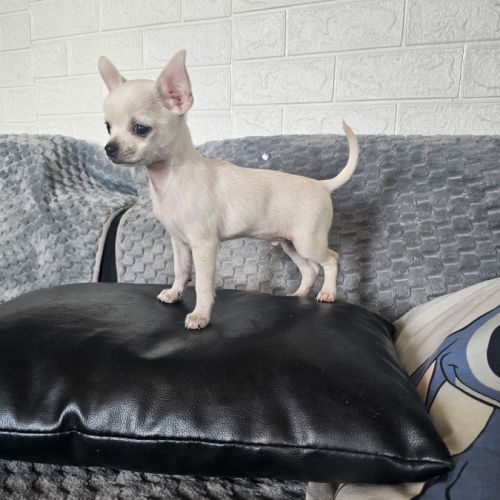 Chihuahua male