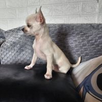 Chihuahua male #1