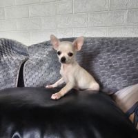 Chihuahua male #2