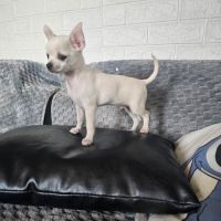 Chihuahua male #0