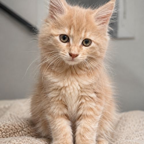 Apparence maine coon
