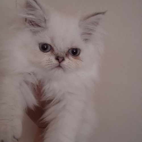 Persan non loof (yeux bleus)