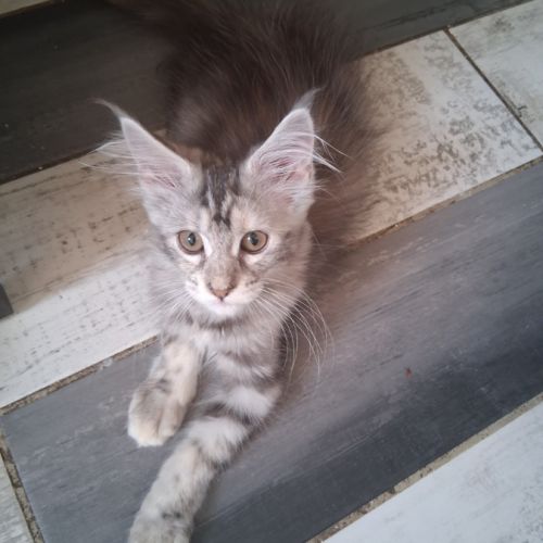 Apparence maine coon