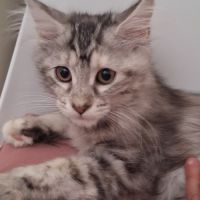 Apparence maine coon #1