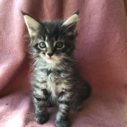 A réserver maine coon #1