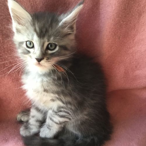 A réserver maine coon #2