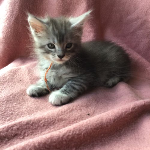 A réserver maine coon #4
