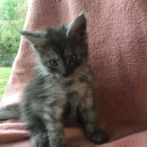 A réserver maine coon #5