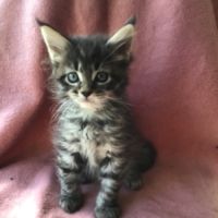A réserver maine coon #1