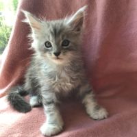 A réserver maine coon #3