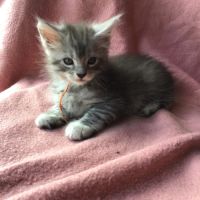 A réserver maine coon #4