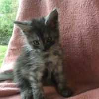 A réserver maine coon #5