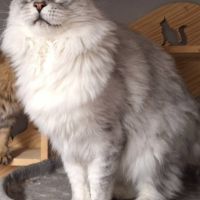 A réserver maine coon