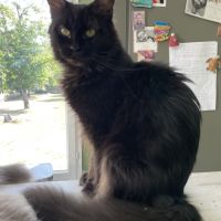 A réserver maine coon #7