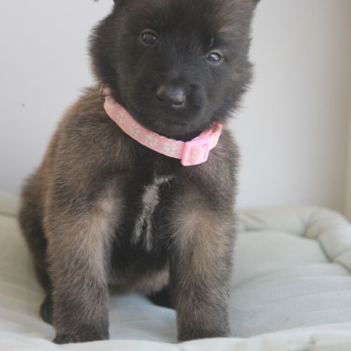 Chiot berger belge malinois et tervueren #1