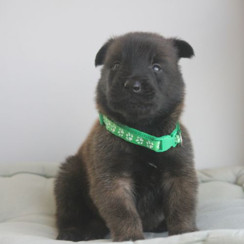 Chiot berger belge malinois et tervueren #2