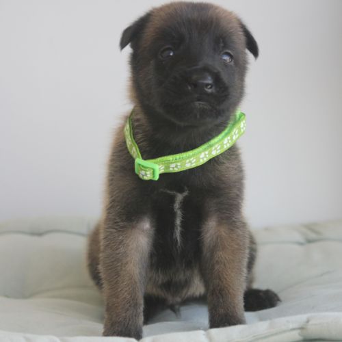 Chiot berger belge malinois et tervueren #3