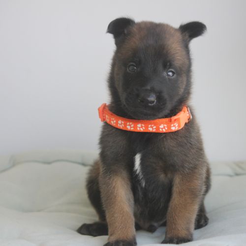 Chiot berger belge malinois et tervueren #4