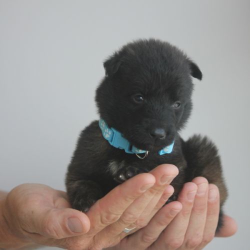 Chiot berger belge malinois et tervueren