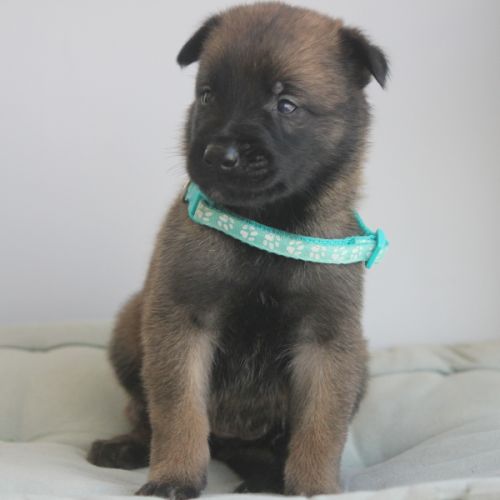Chiot berger belge malinois et tervueren #6