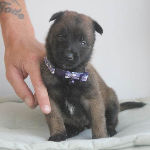 Chiot berger belge malinois et tervueren #7
