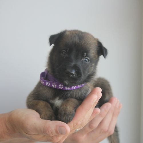 Chiot berger belge malinois et tervueren #8