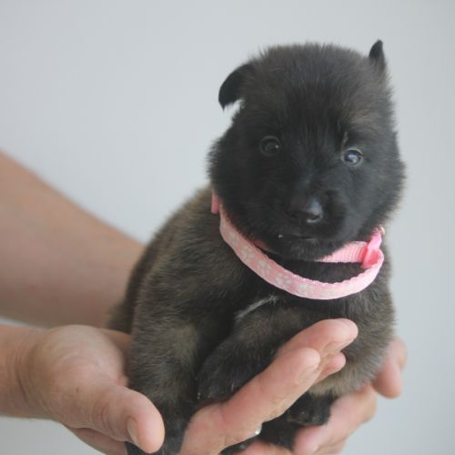 Chiot berger belge malinois et tervueren #10