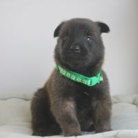 Chiot berger belge malinois et tervueren #2