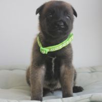 Chiot berger belge malinois et tervueren #3