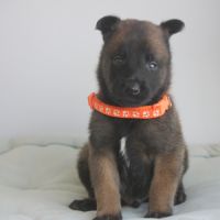 Chiot berger belge malinois et tervueren #4