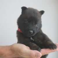 Chiot berger belge malinois et tervueren #9