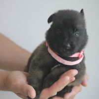 Chiot berger belge malinois et tervueren #10