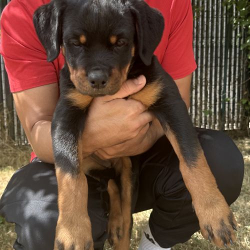 Exceptionnelle femelle rottweiler lof
