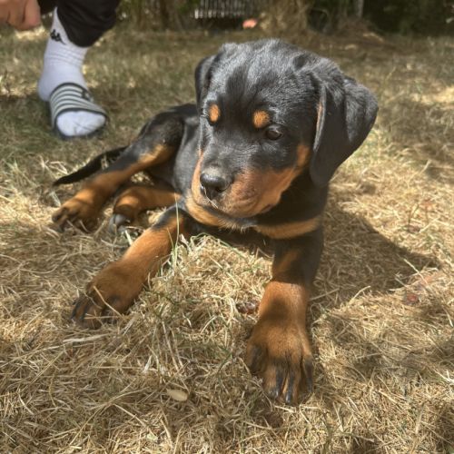 Exceptionnelle femelle rottweiler lof #2
