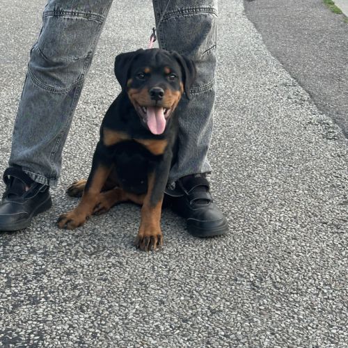 Exceptionnelle femelle rottweiler lof #3