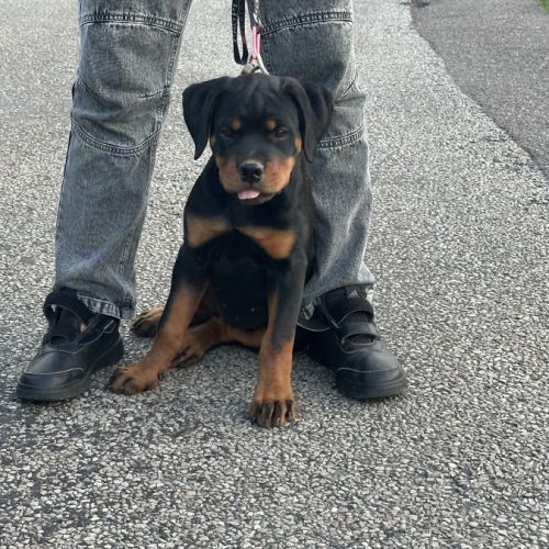 Exceptionnelle femelle rottweiler lof #4