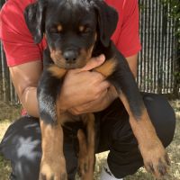 Exceptionnelle femelle rottweiler lof #0