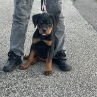 Exceptionnelle femelle rottweiler lof #4