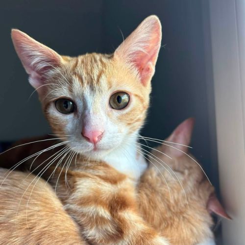 Cyrine et ysee, duo à l'adoption #2