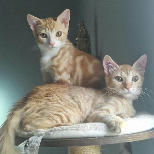 Cyrine et ysee, duo à l'adoption