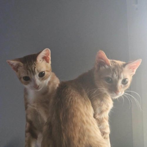 Cyrine et ysee, duo à l'adoption #7