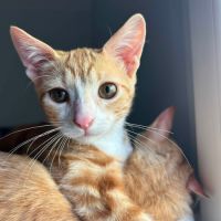 Cyrine et ysee, duo à l'adoption #2