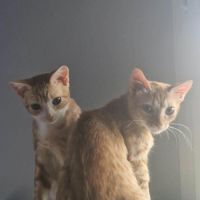 Cyrine et ysee, duo à l'adoption #7