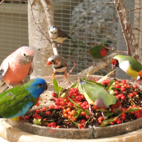Bourse aux oiseaux le 5.09.26