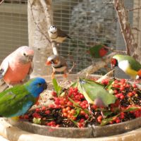 Bourse aux oiseaux le 5.09.26