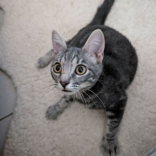 Grisou°, adorable chaton à l'adoption